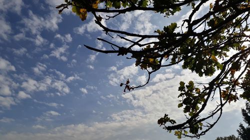 Low angle view of flowering tree against sky