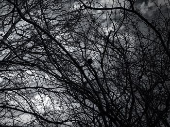 Low angle view of tree against sky