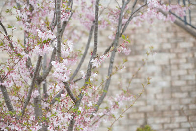 Close-up of pink cherry blossoms in spring