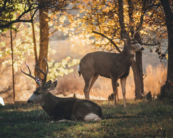 Deer in a forest