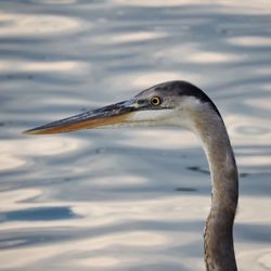 Close-up of gray heron against lake