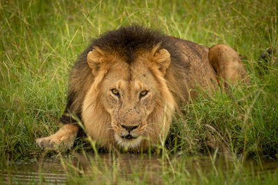 Male lion bares teeth standing by lioness