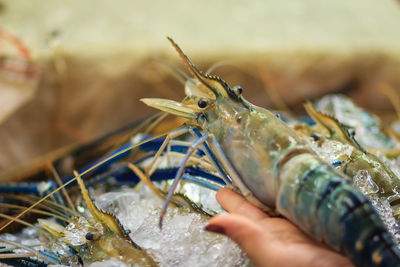 Close-up of hand feeding fish