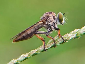 Close-up of dragonfly on twig