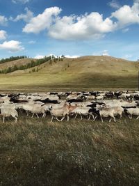 Flock of sheep on field