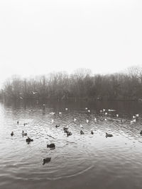 Swans swimming in lake against sky