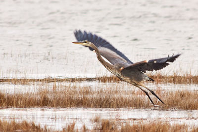 Bird flying over lake