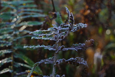 Close-up of frozen plants against blurred background