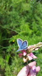 Close-up of butterfly on flower