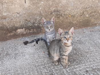 High angle view portrait of cats on floor