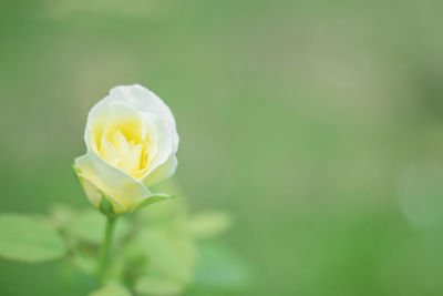 Close-up of white rose