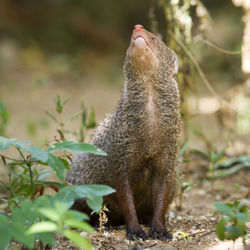 Squirrel standing on field