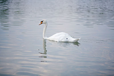 Reflection of birds in water