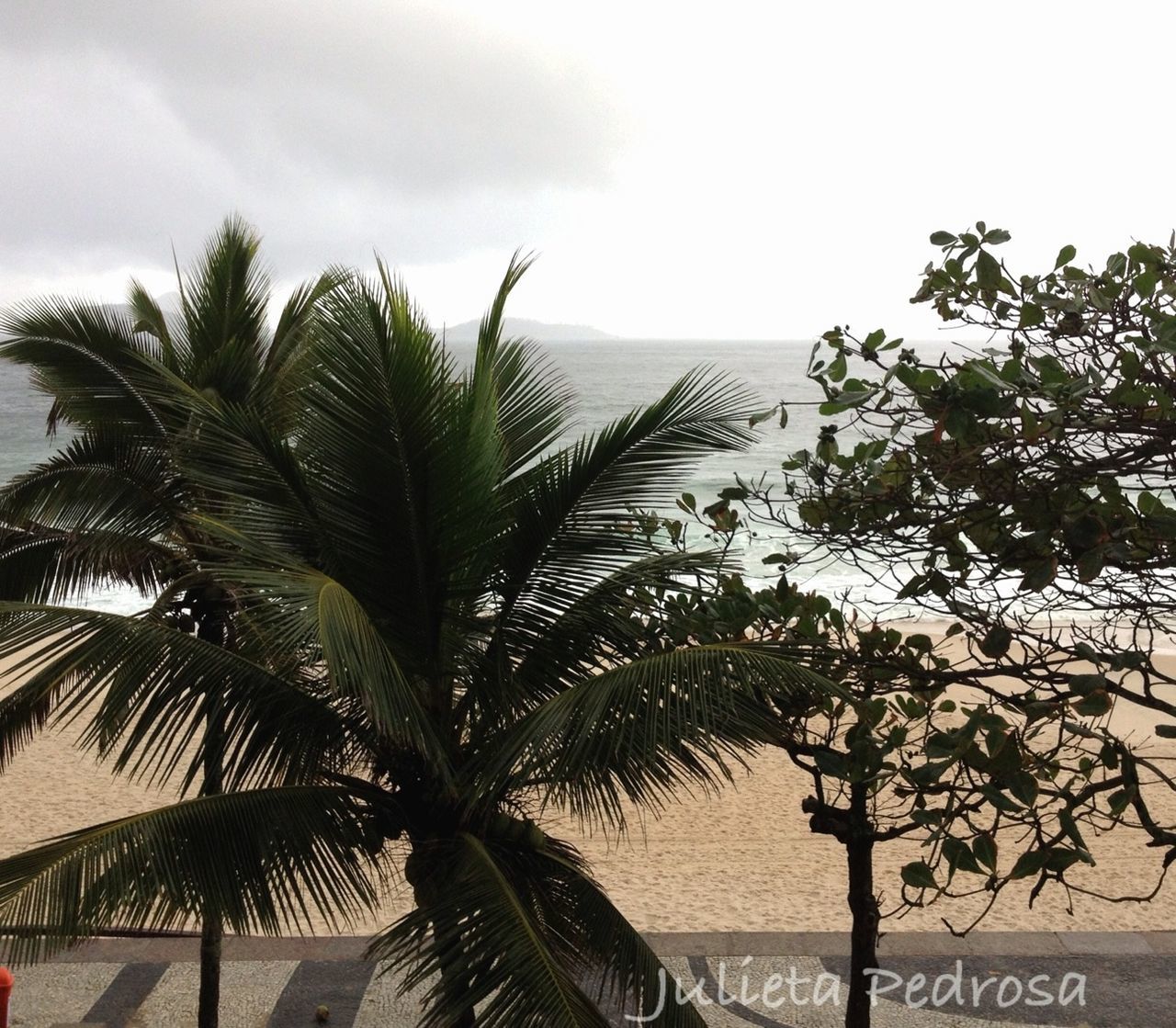 palm tree, tree, sky, tranquility, growth, horizon over water, sea, nature, beach, tranquil scene, coconut palm tree, scenics, beauty in nature, tropical climate, low angle view, palm leaf, tree trunk, tropical tree, cloud - sky, day