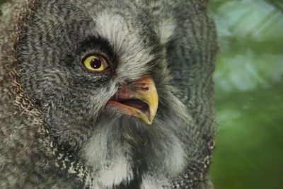 Close-up portrait of a bird