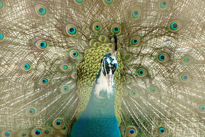 Close-up of peacock