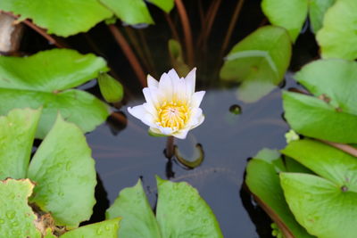 Lotus flower in water