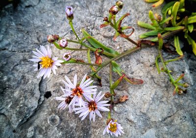 Close-up high angle view of flowers