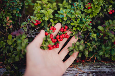 Cropped image of hand touching fruits