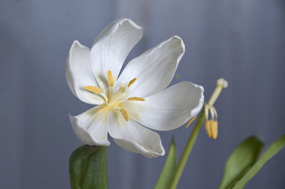 Close-up of white flowering plant
