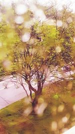 Close-up of flower tree against sky