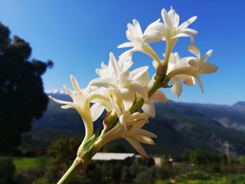 Close-up of white flowering plant against sky