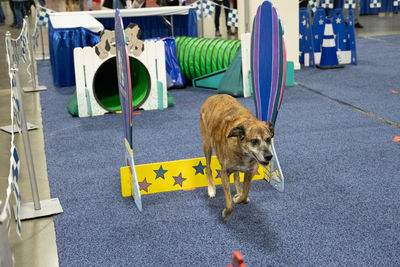 Senior dog is running through a dog park obstacle course at a dog show