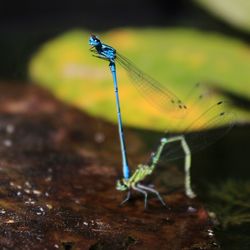 Close-up of grasshopper