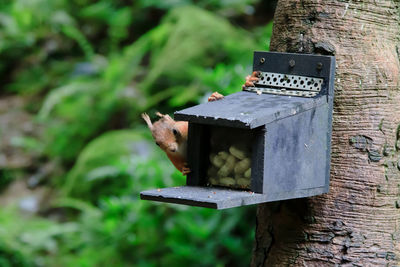 Close-up of birdhouse about to be raised by a red squirrel