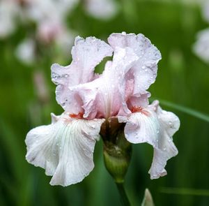 Close-up of raindrops on white flower