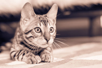 Close-up portrait of cat