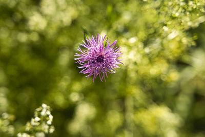 Close-up of purple thistle flower