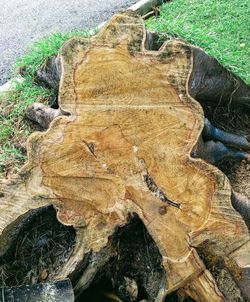 High angle view of tree trunk on field