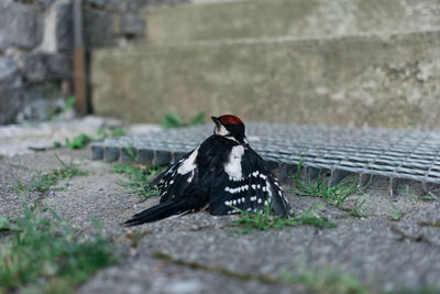 Side view of a bird on field