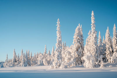 Panoramic shot of frozen trees against clear blue sky