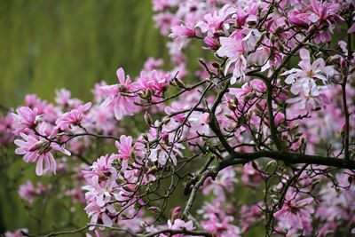 Close-up of pink flowers on tree