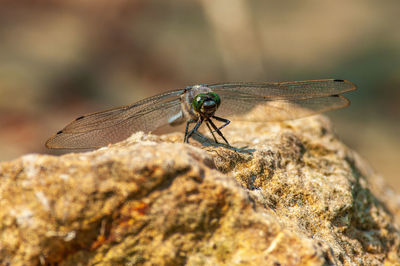 Close-up of dragonfly on rock