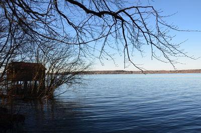 Bare tree by lake against clear sky