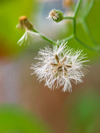 Close-up of plant