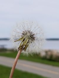 Close-up of wilted dandelion against sky