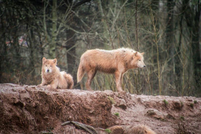 Sheep in a forest