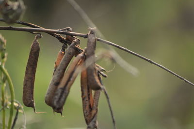 Close-up of dried plant against blurred background