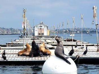 High angle view of sea lions and seagull on pier at harbor