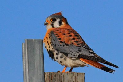 Close-up side view of a bird against clear blue sky