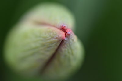 Close-up of pink flower bud