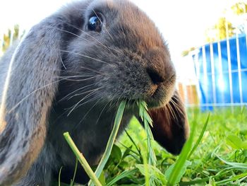 Close-up of an animal