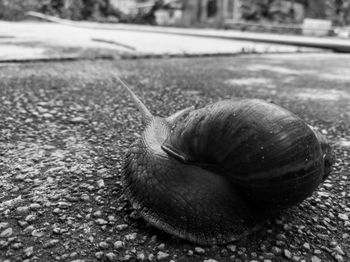 Close-up of snail