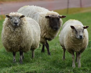 Close-up of sheep on field