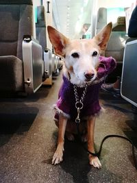 Portrait of a dog