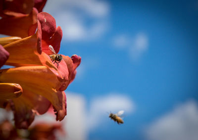 Bee pollinating on orange flower